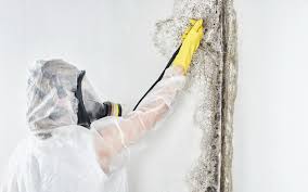 Best Post-Construction Mold Inspection  in Porter Heights, TX